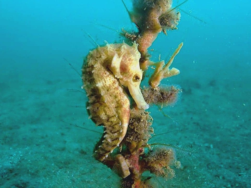 Dive Boat