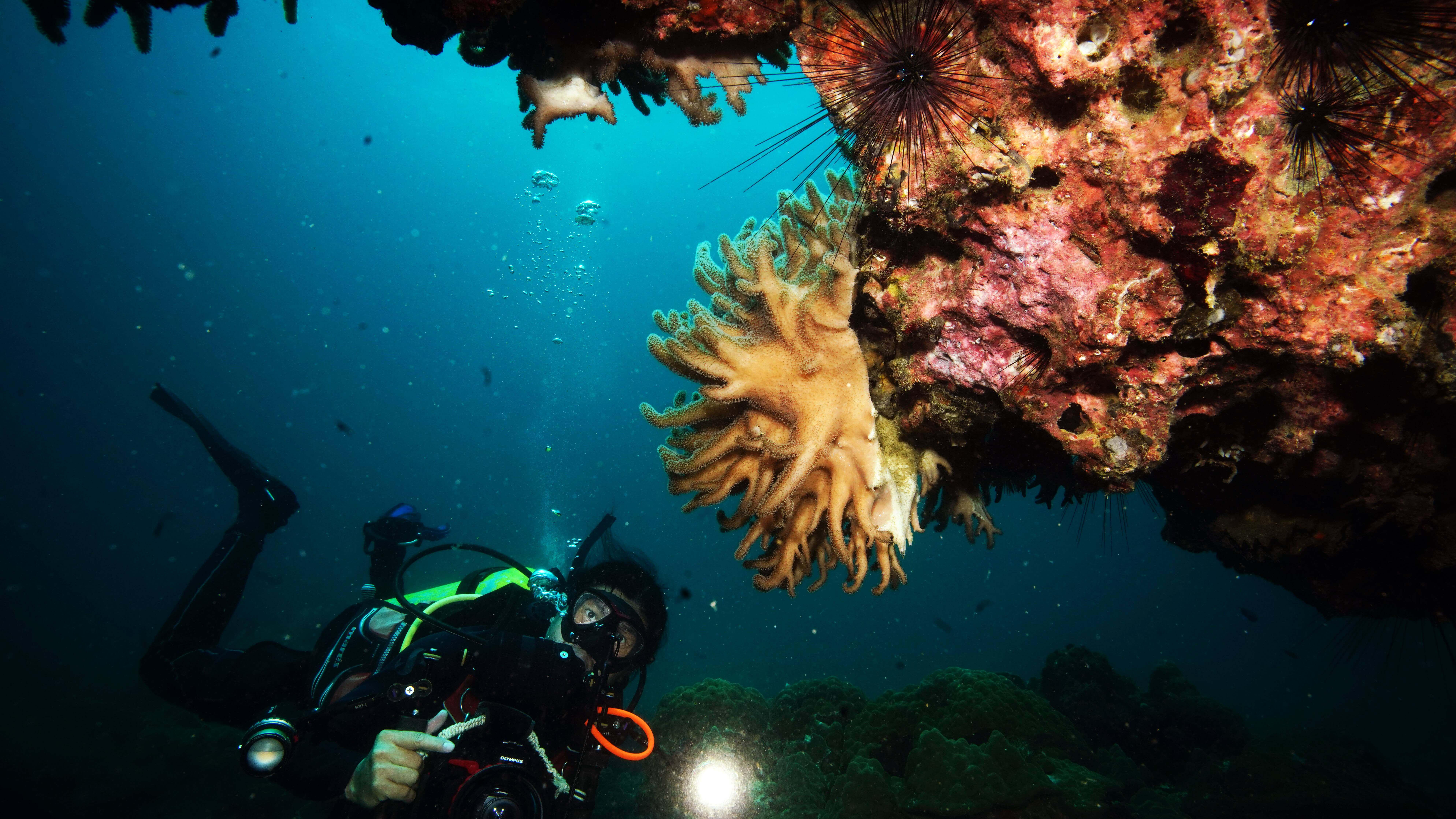 Snorkeling & Boat Trips